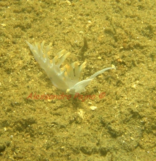 Flabellina babai Schmekel, 1972